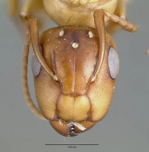 Camponotus macilentus specimen CASTYPE00451-03 image castype00451-03_2