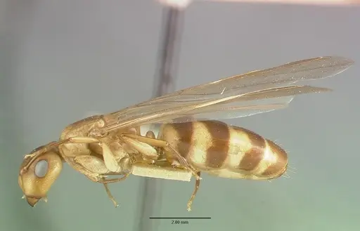 Camponotus macilentus specimen CASTYPE00451-03 image castype00451-03_3