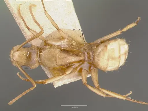 Camponotus macilentus specimen CASTYPE00452-01 image castype00452-01_1