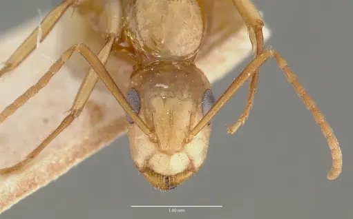 Camponotus macilentus specimen CASTYPE00452-01 image castype00452-01_2