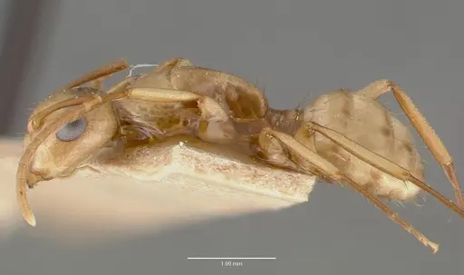 Camponotus macilentus specimen CASTYPE00452-01 image castype00452-01_3