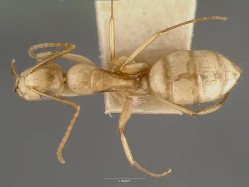 Camponotus macilentus specimen CASTYPE00452-02 image castype00452-02_1