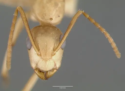 Camponotus macilentus specimen CASTYPE00452-02 image castype00452-02_2