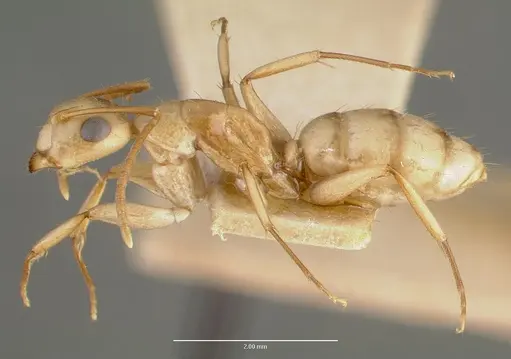 Camponotus macilentus specimen CASTYPE00452-02 image castype00452-02_3