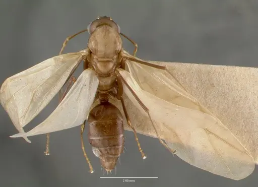 Camponotus macilentus specimen CASTYPE00452-03 image castype00452-03_1