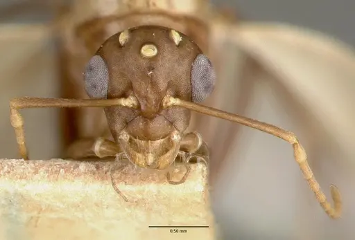 Camponotus macilentus specimen CASTYPE00452-03 image castype00452-03_2