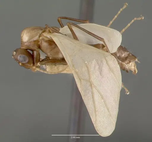 Camponotus macilentus specimen CASTYPE00452-03 image castype00452-03_3