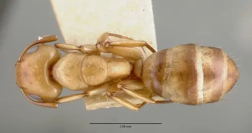 Camponotus macilentus specimen CASTYPE00453-01 image castype00453-01_1