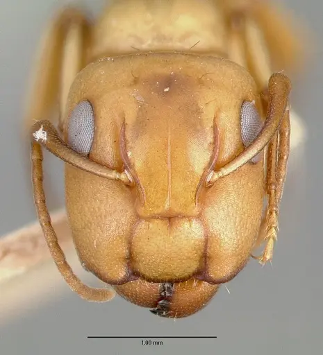 Camponotus macilentus specimen CASTYPE00453-01 image castype00453-01_2
