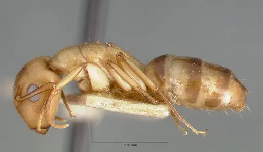 Camponotus macilentus specimen CASTYPE00453-01 image castype00453-01_3