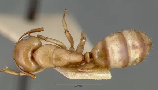 Camponotus macilentus specimen CASTYPE00453-02 image castype00453-02_1