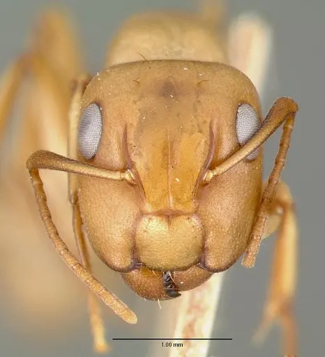 Camponotus macilentus specimen CASTYPE00453-02 image castype00453-02_2