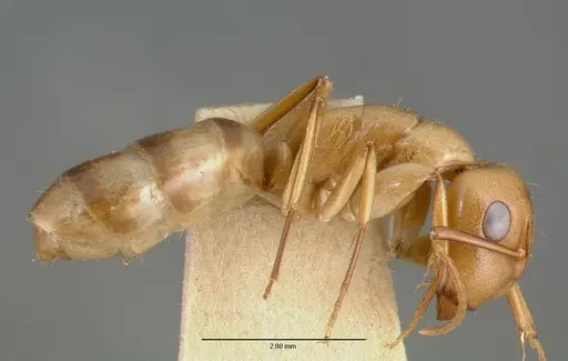 Camponotus macilentus specimen CASTYPE00453-02 image castype00453-02_3