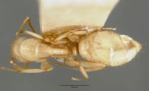 Camponotus macilentus specimen CASTYPE00454-01 image castype00454-01_1