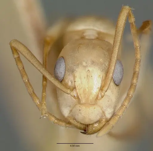 Camponotus macilentus specimen CASTYPE00454-01 image castype00454-01_2