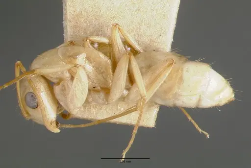 Camponotus macilentus specimen CASTYPE00454-01 image castype00454-01_3