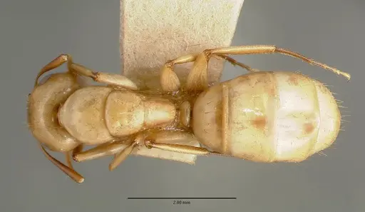 Camponotus macilentus specimen CASTYPE00454-02 image castype00454-02_1
