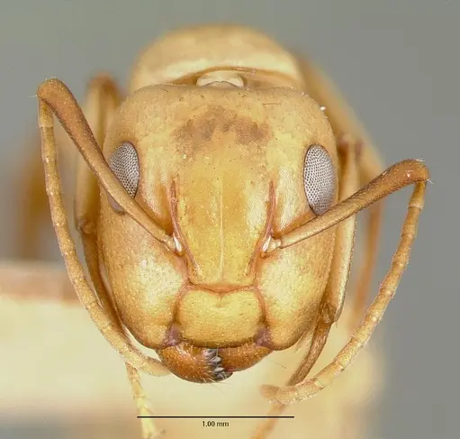 Camponotus macilentus specimen CASTYPE00454-02 image castype00454-02_2
