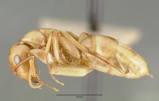 Camponotus macilentus specimen CASTYPE00454-02 image castype00454-02_3