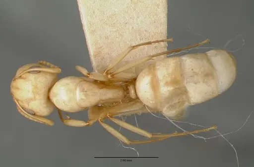 Camponotus macilentus specimen CASTYPE00454-03 image castype00454-03_1