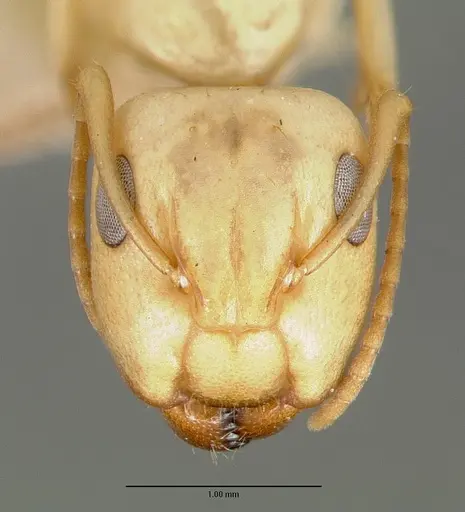 Camponotus macilentus specimen CASTYPE00454-03 image castype00454-03_2