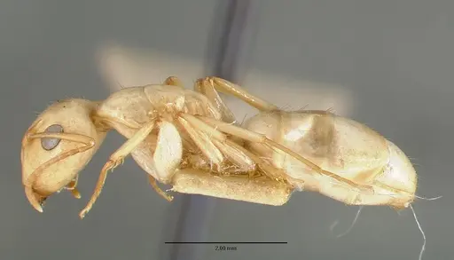 Camponotus macilentus specimen CASTYPE00454-03 image castype00454-03_3