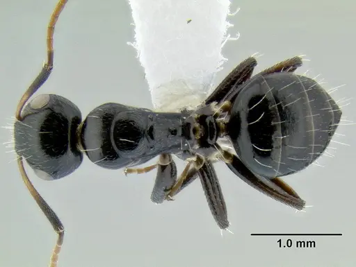 Camponotus mackayensis specimen CASENT0106261 image casent0106261_1
