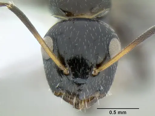 Camponotus mackayensis specimen CASENT0106261 image casent0106261_2