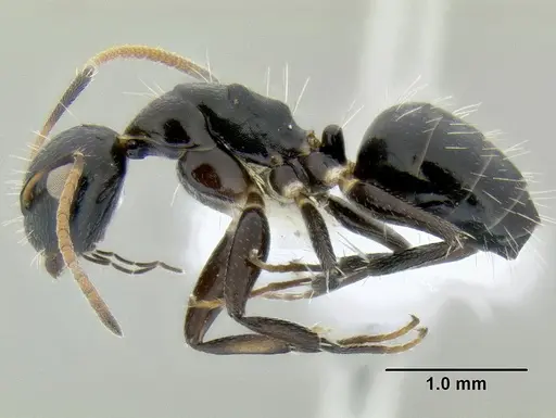 Camponotus mackayensis specimen CASENT0106261 image casent0106261_3