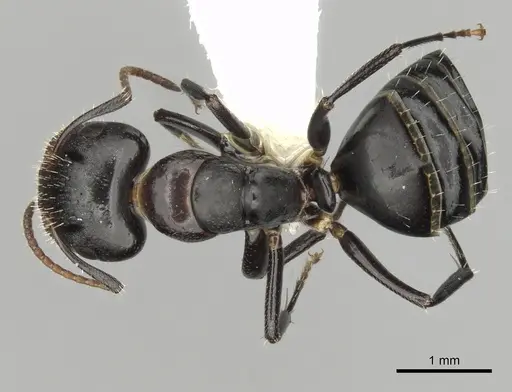 Camponotus mackayensis specimen CASENT0280189 image casent0280189_1