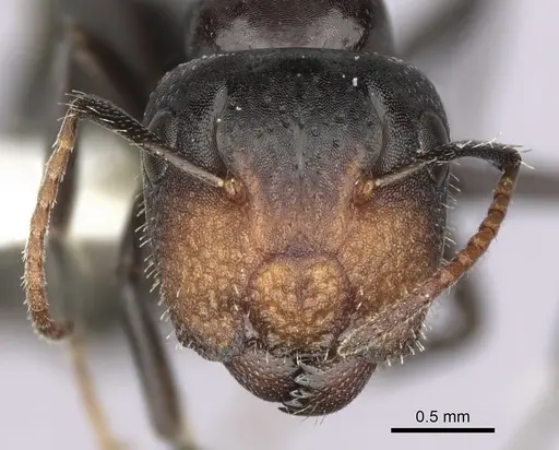 Camponotus mackayensis specimen CASENT0280189 image casent0280189_2