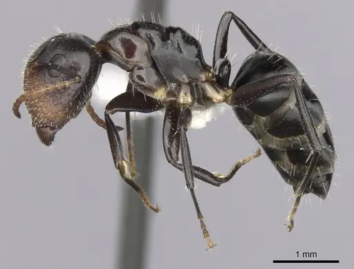 Camponotus mackayensis specimen CASENT0280189 image casent0280189_3