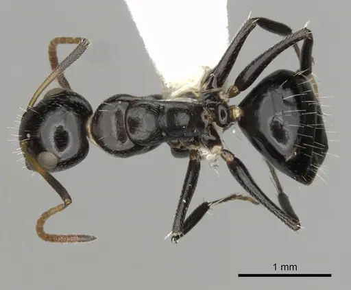 Camponotus mackayensis specimen CASENT0280190 image casent0280190_1