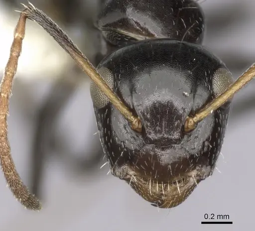 Camponotus mackayensis specimen CASENT0280190 image casent0280190_2