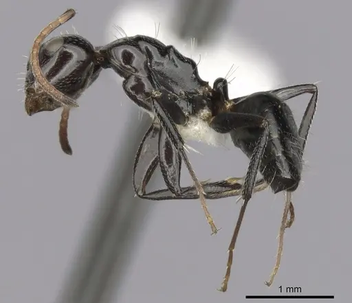 Camponotus mackayensis specimen CASENT0280190 image casent0280190_3