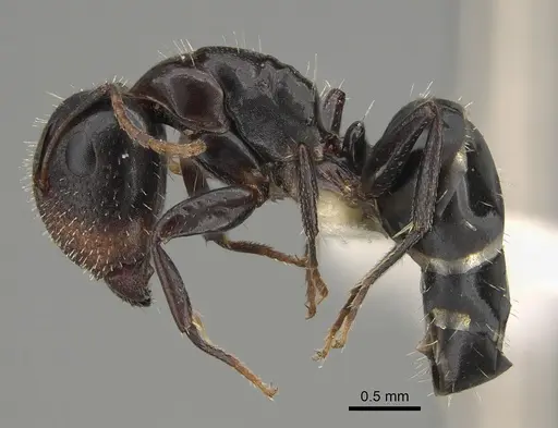 Camponotus mackayensis specimen CASENT0887740 image casent0887740_1