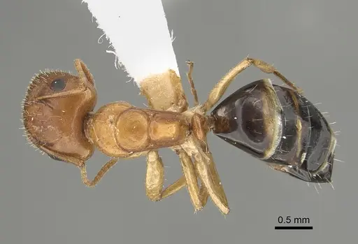 Camponotus mackayensis specimen CASENT0887741 image casent0887741_1