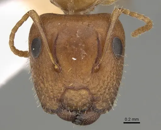 Camponotus mackayensis specimen CASENT0887741 image casent0887741_2
