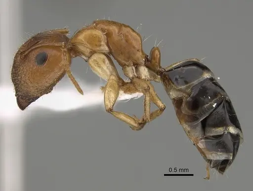 Camponotus mackayensis specimen CASENT0887741 image casent0887741_3