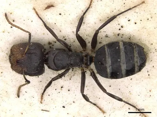 Camponotus mackayensis specimen CASENT0906942 image casent0906942_1
