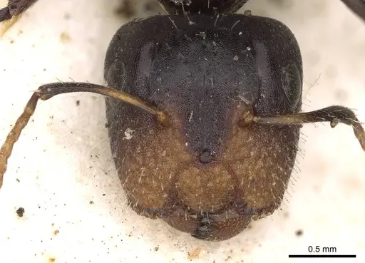 Camponotus mackayensis specimen CASENT0906942 image casent0906942_2