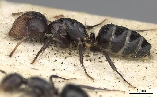 Camponotus mackayensis specimen CASENT0906942 image casent0906942_3