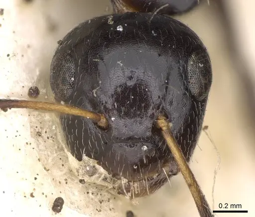 Camponotus mackayensis specimen CASENT0906943 image casent0906943_2
