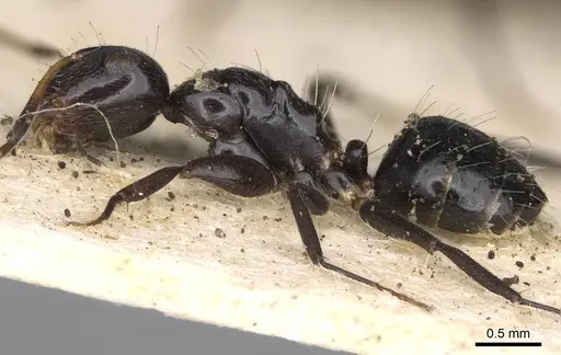 Camponotus mackayensis specimen CASENT0906943 image casent0906943_3