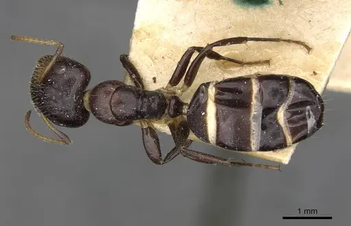 Camponotus mackayensis specimen CASENT0910530 image casent0910530_1