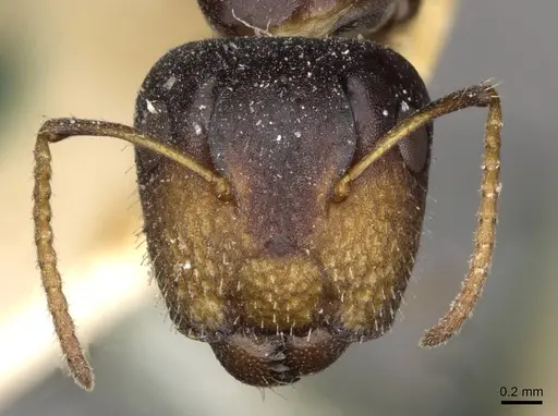 Camponotus mackayensis specimen CASENT0910530 image casent0910530_2