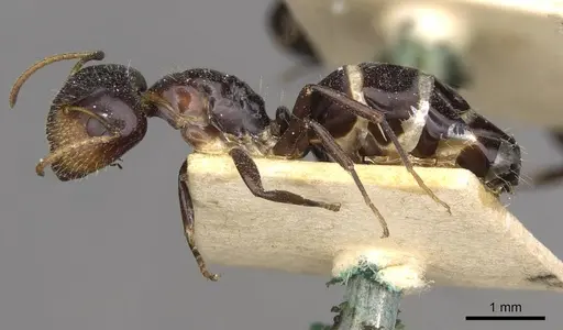Camponotus mackayensis specimen CASENT0910530 image casent0910530_3