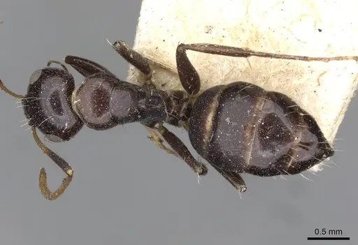 Camponotus mackayensis specimen CASENT0910531 image casent0910531_1