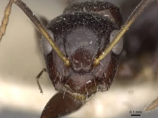 Camponotus mackayensis specimen CASENT0910531 image casent0910531_2