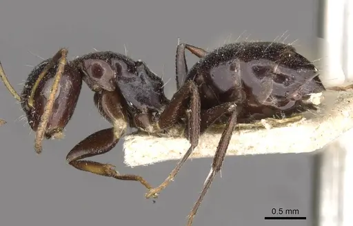 Camponotus mackayensis specimen CASENT0910531 image casent0910531_3